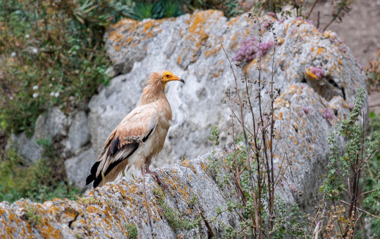 Five long months of Bonelli's Eagle protection camp operat - Bild 3